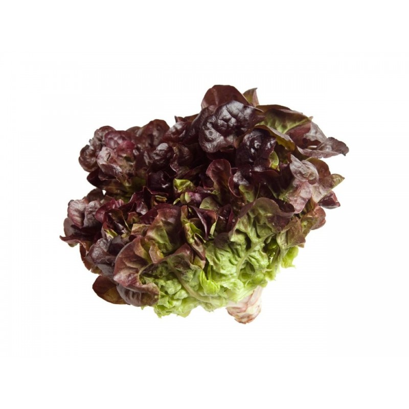 LECHUGA HOJA DE ROBLE MORADA ORGANICA X UND
