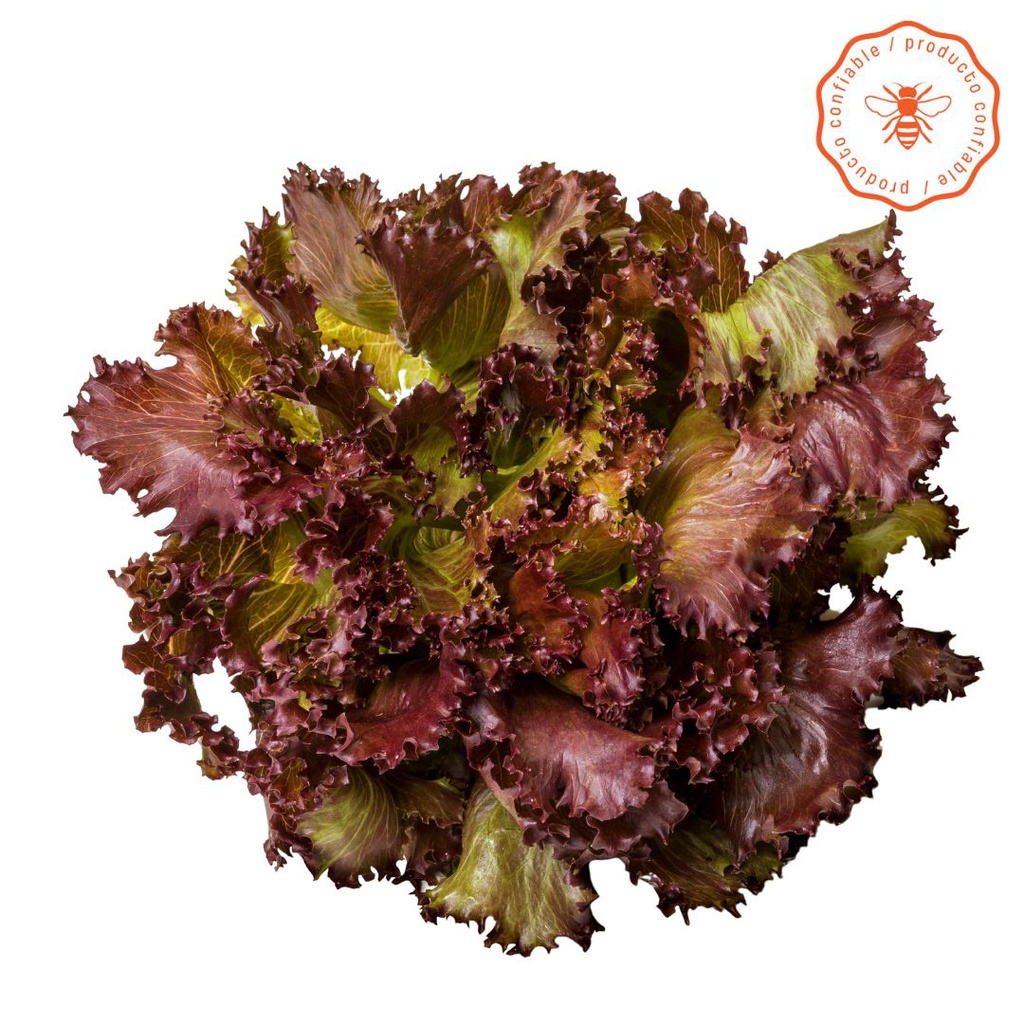 LECHUGA MORADA CRESPA CONFIABLE X250GR