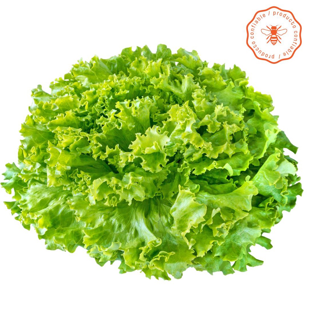 LECHUGA VERDE CRESPA CONFIABLE X250GR