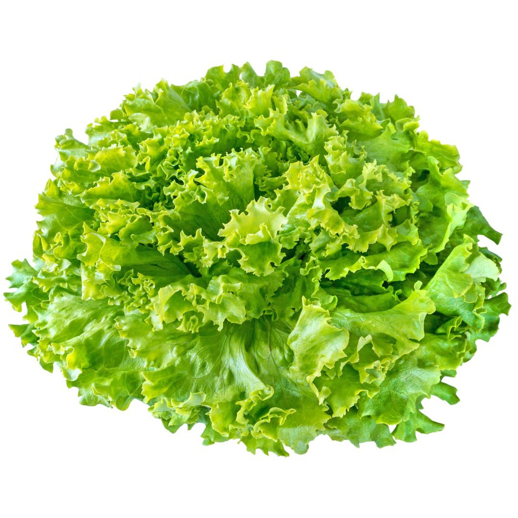 LECHUGA VERDE CRESPA ORGANICA X250GR