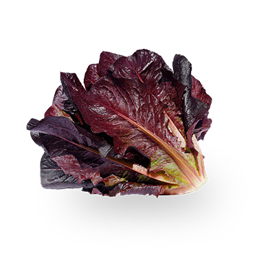 LECHUGA ROMANA MORADA ORGÁNICA X250GR