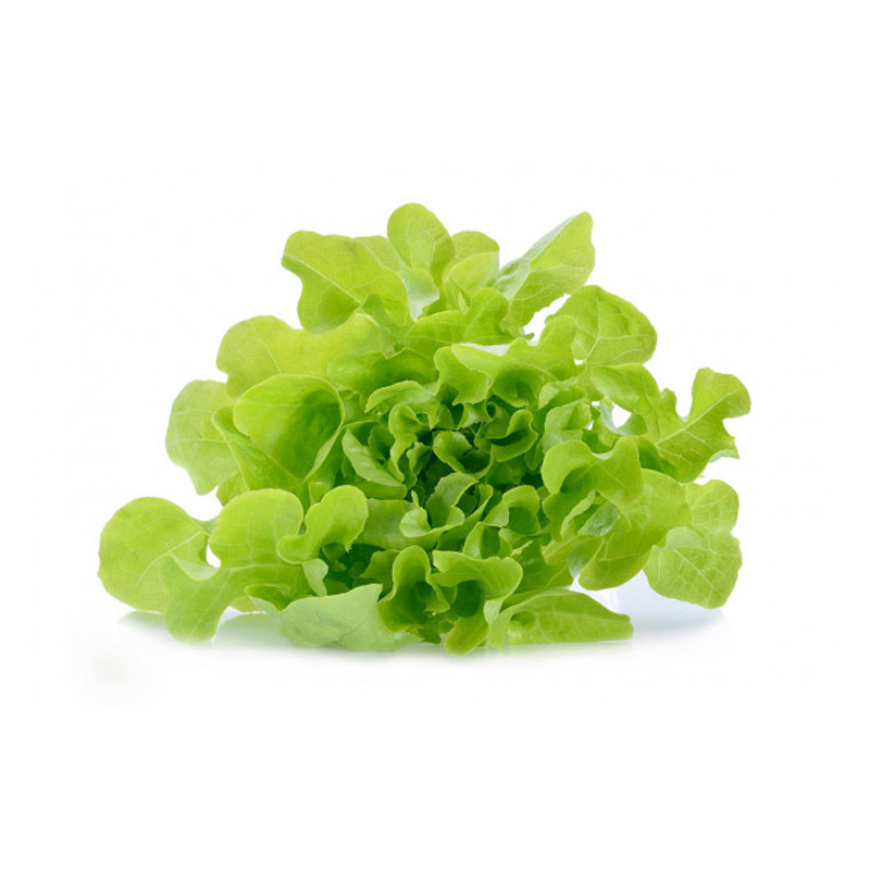 LECHUGA HOJA DE ROBLE VERDE ORGANICA X250GR