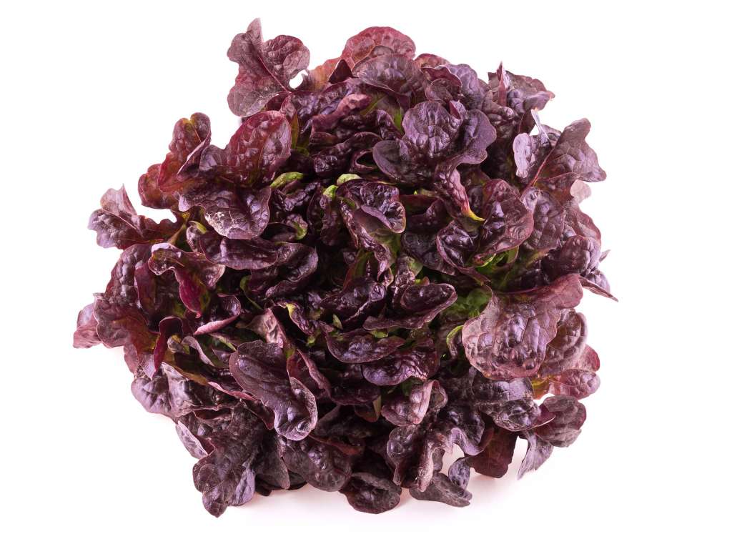 LECHUGA HOJA ROBLE MORADA X UNIDAD