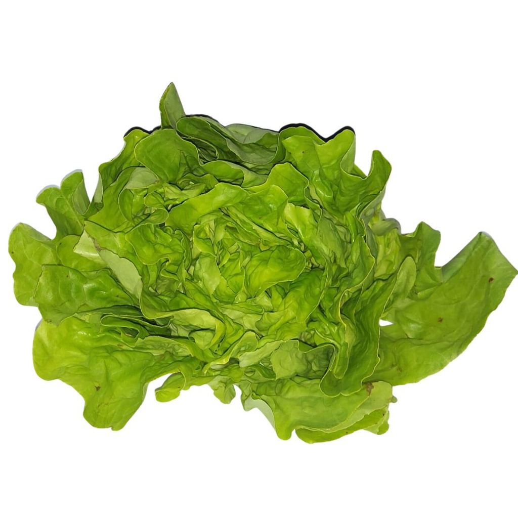 LECHUGA VERDE LISA X250GR