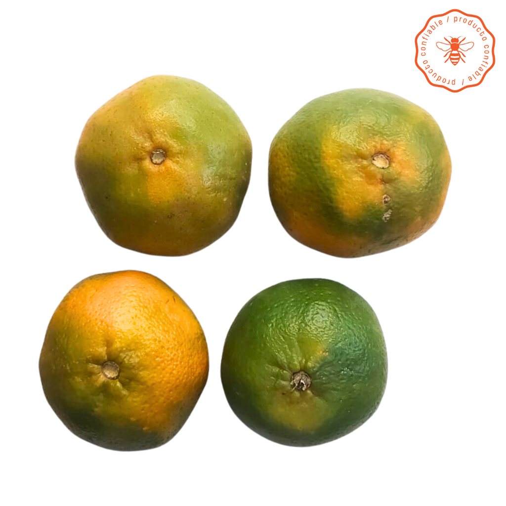 MANDARINA ISRAEL X KG