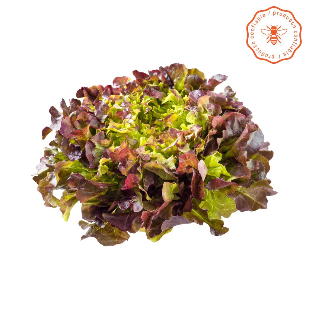 LECHUGA MORADA LISA X250GR