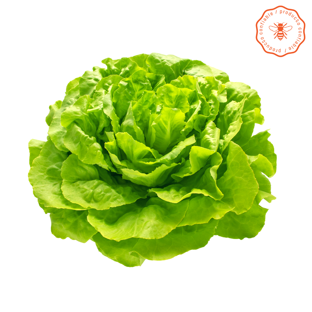LECHUGA SOLANOVA VERDE X250GR