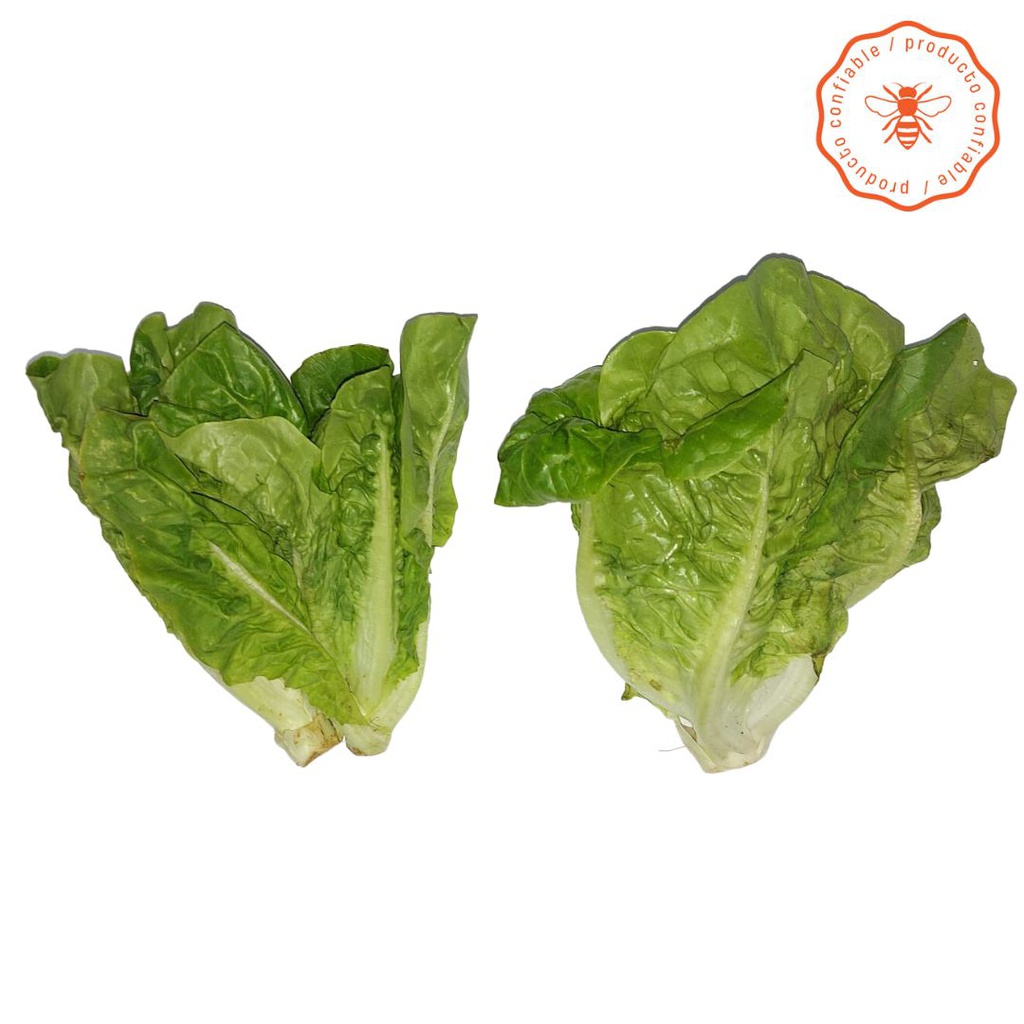 [MP8NL_0276] COGOLLOS DE TUDELA ORGÁNICO VERDE X160gr