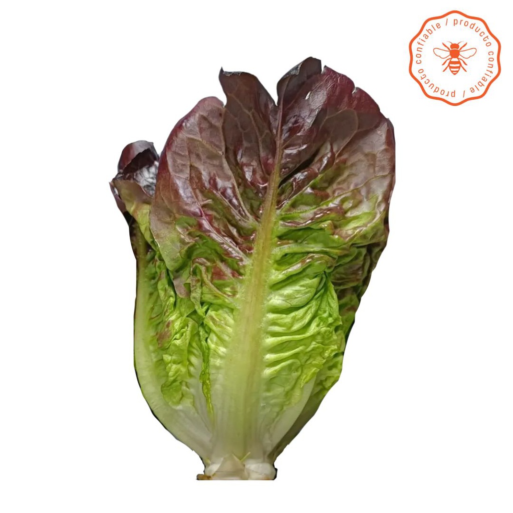 [MP8NL_0277] COGOLLOS DE TUDELA ORGANICO MORADO POR UNIDAD 160 GR