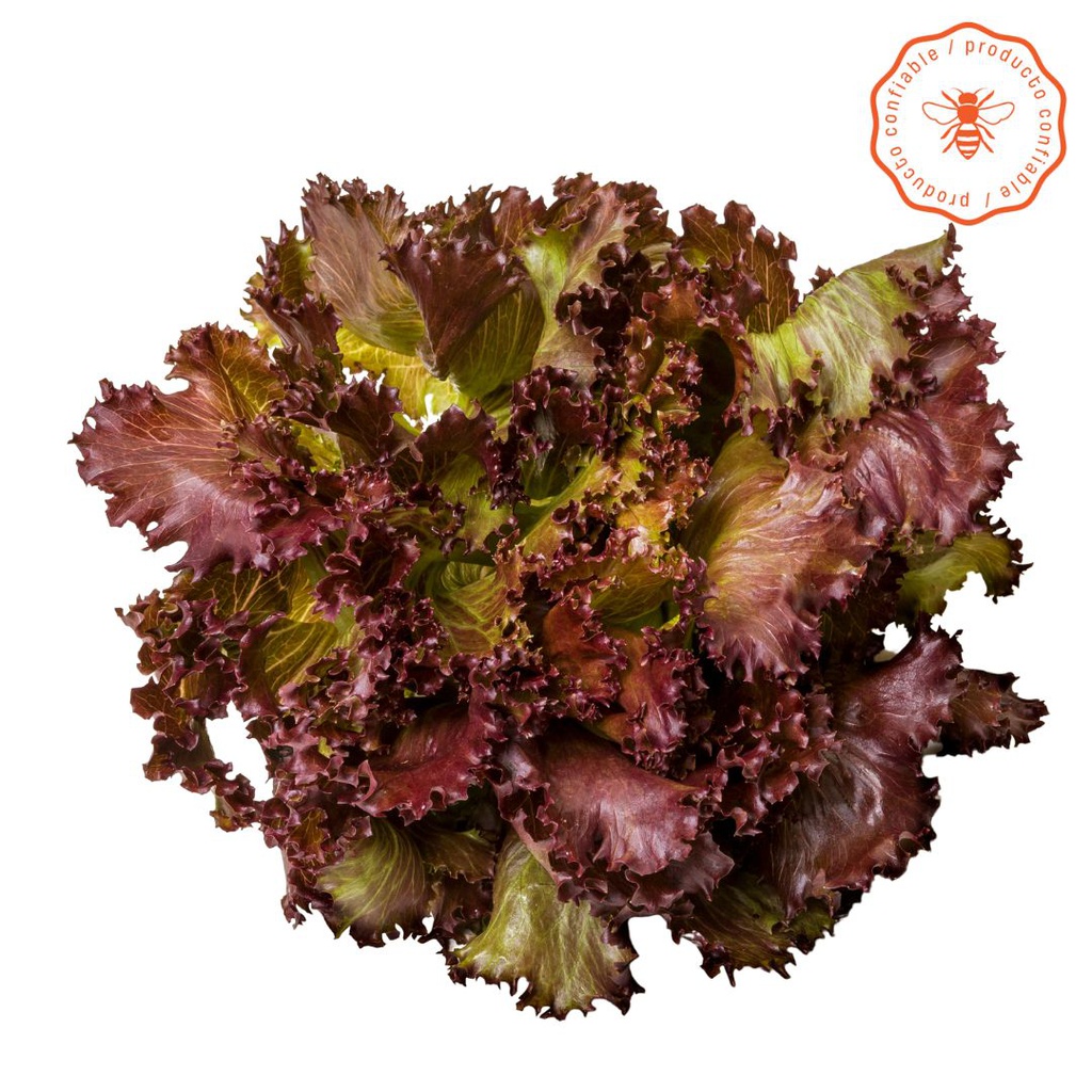 [MP8NL_386] LECHUGA MORADA CRESPA CONFIABLE X250GR